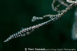 A Blade Shrimp resting on a branch. 100mm macro by Marc Damant 